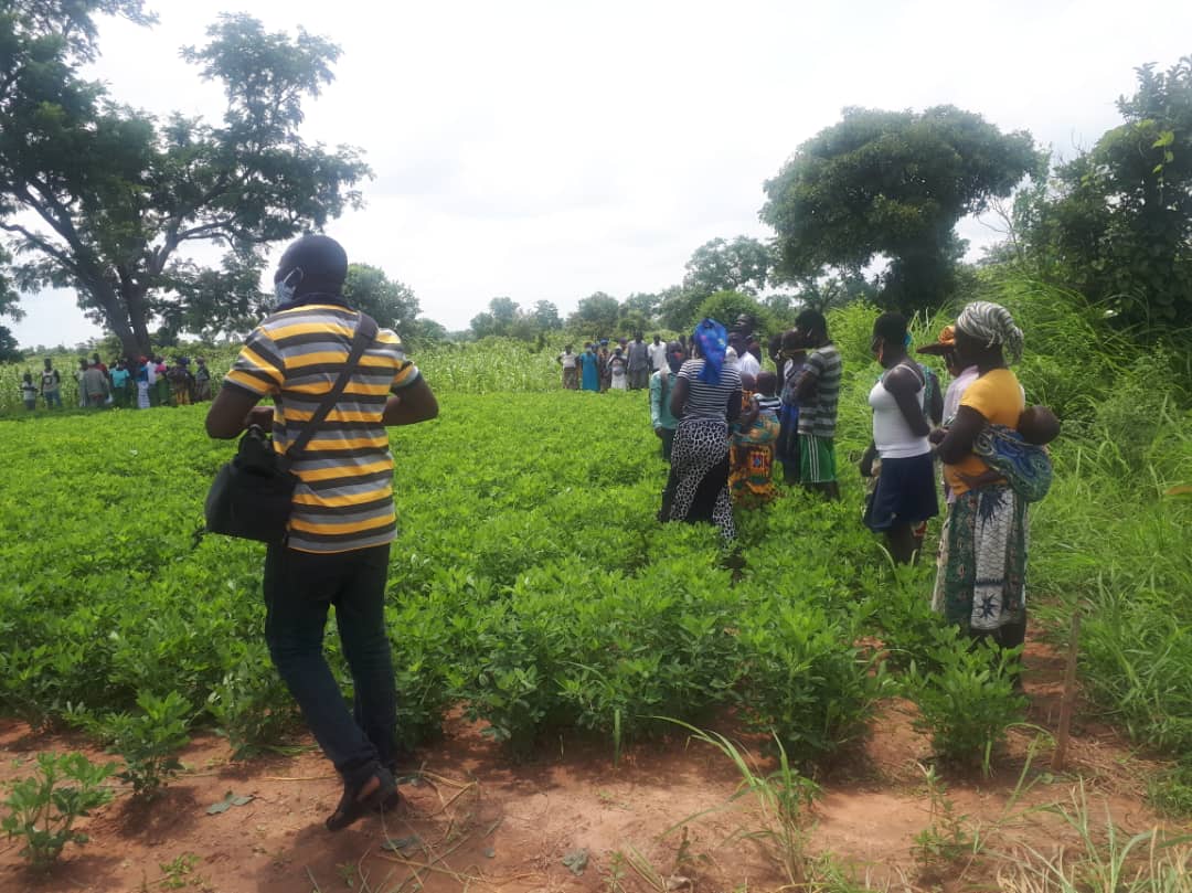4R Solution Focus Crop Series Groundnut in Ghana 4R Solution